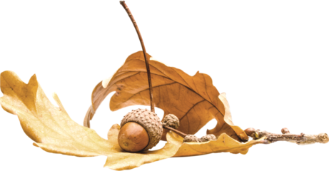 Acorn autumn oak brown leaves nature oak leaves