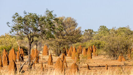 Termite mounds in the middle of the bush along the Stuart Highway