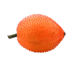 Closeup Gac fruit ( known as Spring Bitter Cucumber, baby jackfruit, sweet grourd, Spiny bitter gourd ,Momordica cochinchinensis ) isolated transparene png