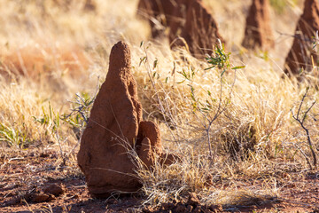 Termite mounds in the middle of the bush along the Stuart Highway