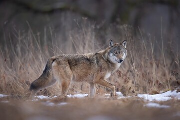 Naklejka na ściany i meble wilk wolf canis lupus