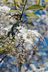 Blooming bird cherry bush on a blurred background close-up.