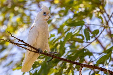 Western Corella perched on a low tree branch, Australia