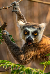 Ring-tailed Lemur - Lemur catta, beautiful lemur from Southern Madagascar forests, Anja reserve, Madagascar.