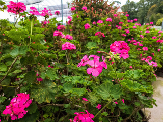 Fototapeta na wymiar Beautiful shocking pink flowers in the garden.