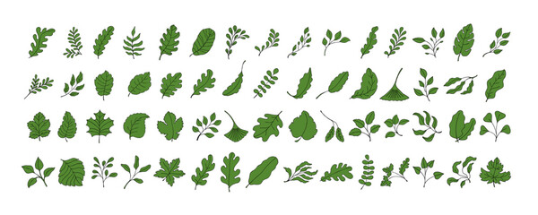 Leaves vector sketch set. Hand drawn decorative elements