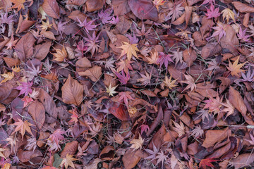 Colorful autumn leaves nature background