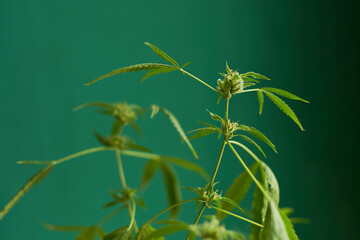 Cannabis home growing. Young healthy marijuana plant in flower pot. CBD for health care with copy space. Original houseplant.