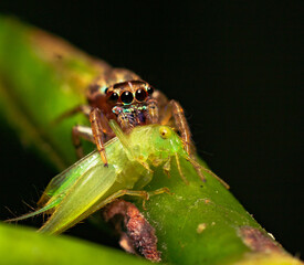 jumping spider eating a little green cricket on a branch in the forest