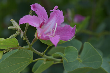 Orchid Tree (Bauhinia variegata)