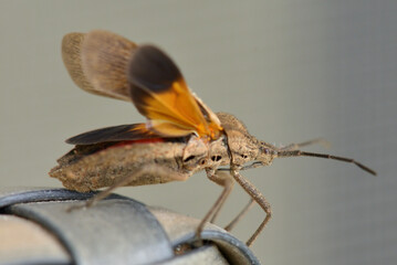 Hemipteran bug taking flight