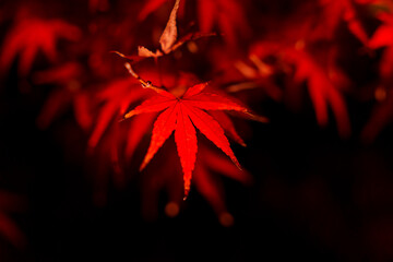 ライトアップされた紅葉もみじ_03