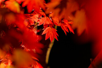 ライトアップされた紅葉もみじ_02