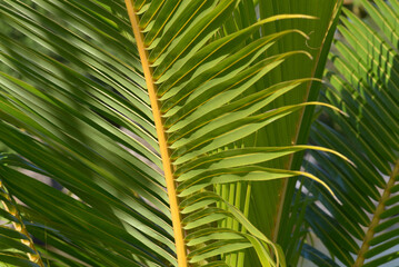 Coconut palm (Cocos nucifera) branches in sunlight