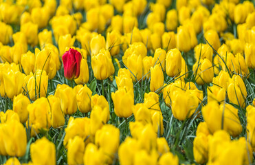 Colourful tulips