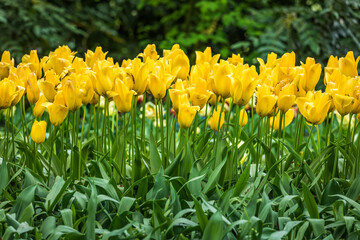 Colourful tulips