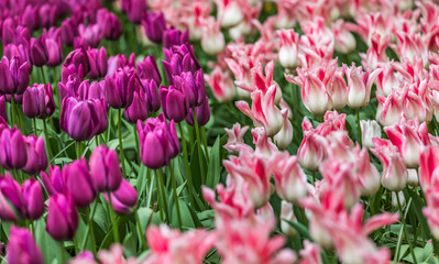 Colourful tulips
