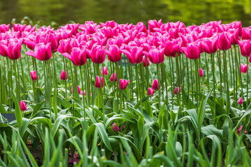 Colourful tulips