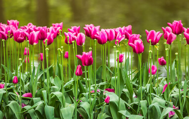 Colourful tulips