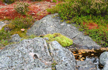 Red moss in the forest