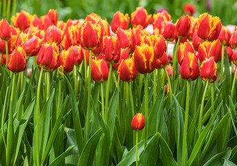 Colourful tulips