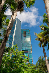 Fototapeta na wymiar Views of modern multi-storey glass buildings behind the trees from below at Miami, Florida