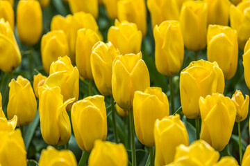 Colourful tulips