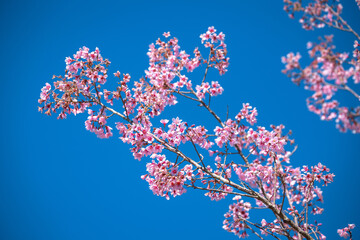 Beautiful Cherry blossom flower in blooming with branch on blue sky. for spring season