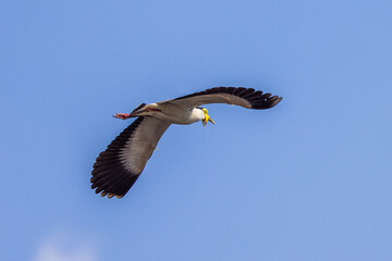 Masked Lapwing (Vanellus miles) in flight over Lake Moondarra near Mount Isa, Queensland