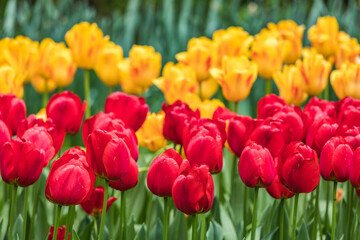 Colourful tulips