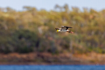 Masked lapwing in flight, Moondarra lake near Mount Isa 