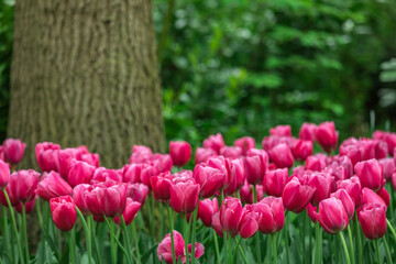 Colourful tulips