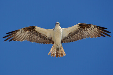 osprey wingspan in flight