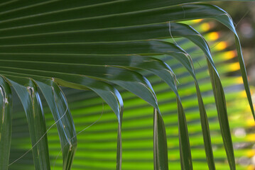 Coconut palm (Cocos nucifera) leaves forming a pattern of dark and light
