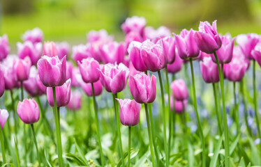 Colourful tulips
