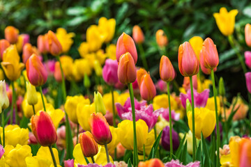 Colourful tulips