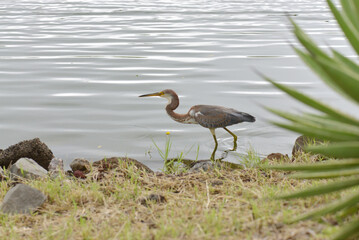 Tricolored Heron (Egretta tricolor) hunting along the shore