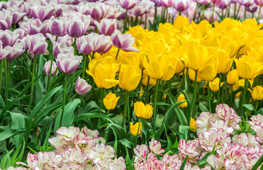 Naklejka na ściany i meble Colourful tulips