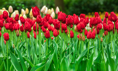 Colourful tulips