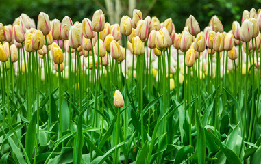 Colourful tulips