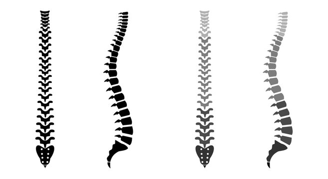 Human Spine Anatomy Vector Image. Backbone Icon set.