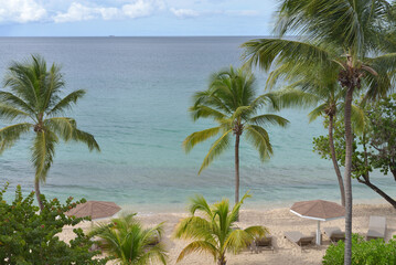 Fototapeta na wymiar Beach, lawn chairs, shades, Coconut Trees (Cocos nucifera) and West Indian Almond Tree (Terminalia catappa)