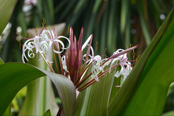 Giant Crinum Spider Lily or Poison Bulb (Crinum asiaticum)