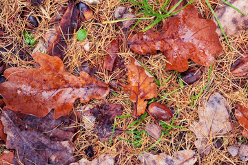 Autumn wet oak leaves and acorns on ground on rainy weather. Nature background.