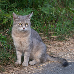Naklejka na ściany i meble Gray cat sitting on walkway. Green grass in background. Selective focus.