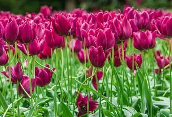 Colourful tulips