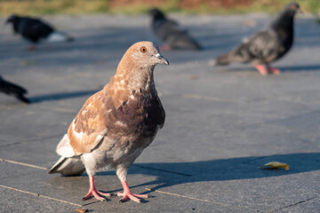 Brown pigeon standing on tiled road. Looking at camera. Selective focus.