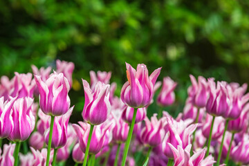 Colourful tulips