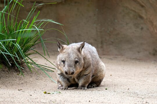 Closeup of a southern hairy-nosed wombat, Lasiorhinus latifrons.