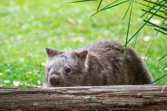 Closeup of a common wombat behind a log. Vombatus ursinus.